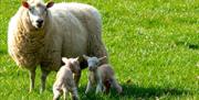 A ewe and two lambs in a bright green field