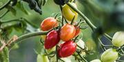 Tomatoes on vine