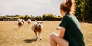 Hand feeding sheep