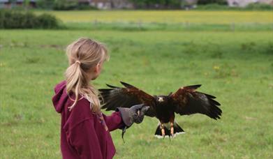 A hawk flying to land on a young girls arm
