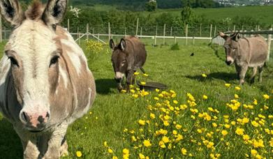 Donkeys in field