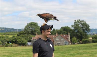 Bird, man, training