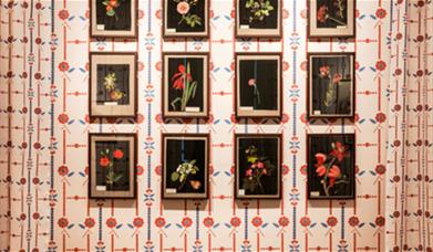 Image of the exhibition and wallpaper Mary Delany created