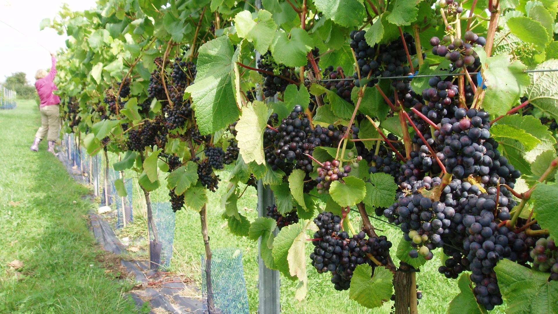 Quoins Organic Vineyard