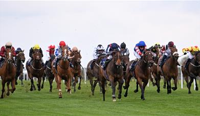 A group of horses and their jockeys racing on a racecourse