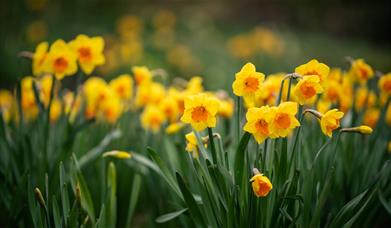 AM&G Daffodil Month