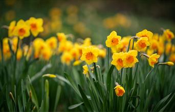 AM&G Daffodil Month