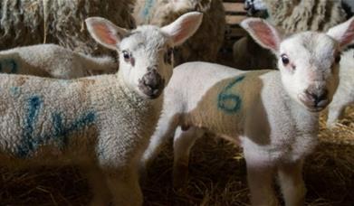 White lambs with blue spray paint markings 