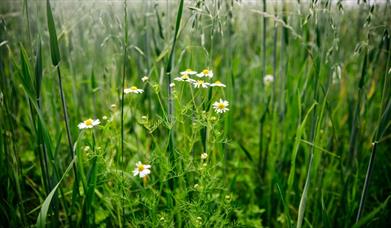 A field of grass and daisies 