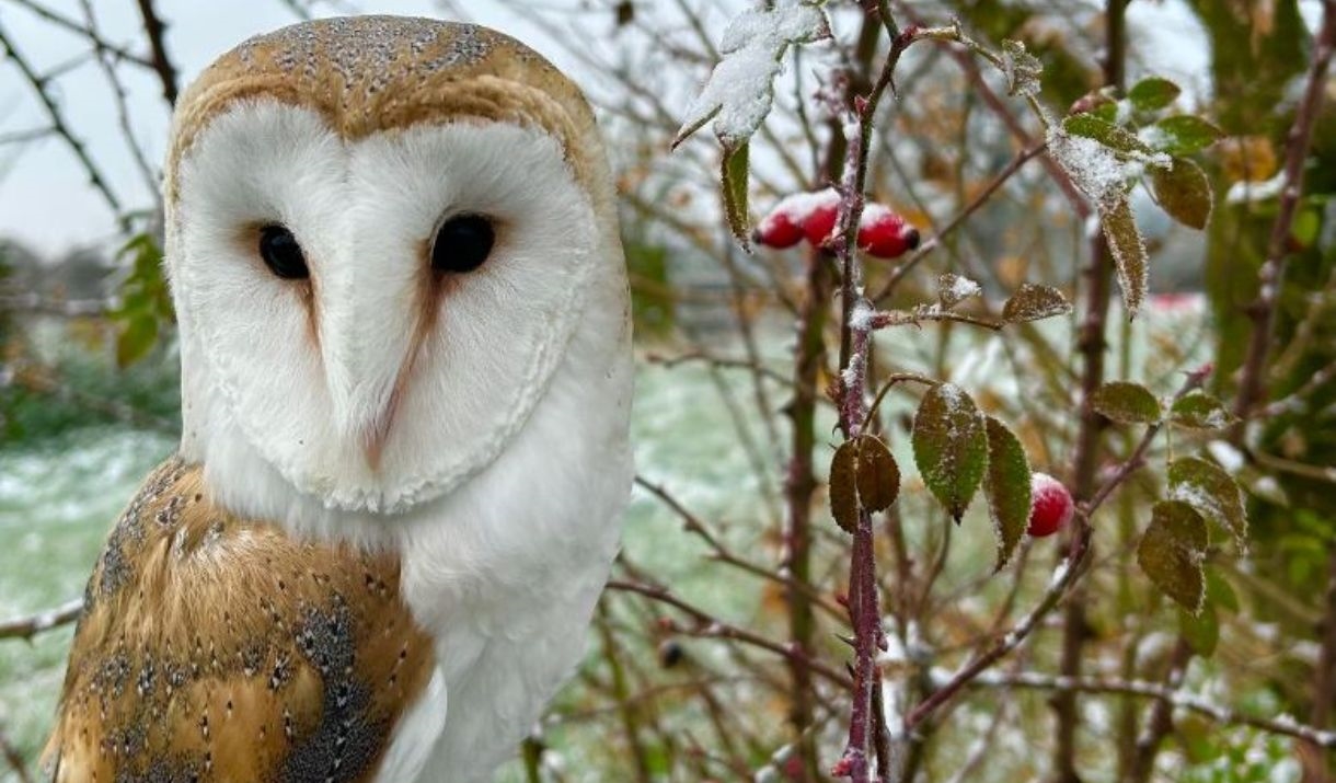 A barn owl sits in a frosty tree with red berries A barn owl sits in a frosty tree with red berries