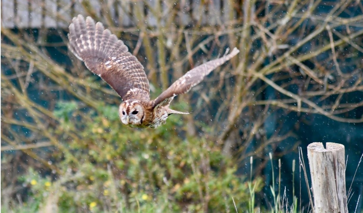 A Tawny owl flies towards the camera in a frosty rural setting A Tawny owl flies towards the camera in a frosty rural setting