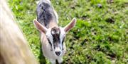Goat at Avon Valley