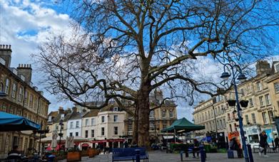 Discovering Bath's Trees Mayors Guides