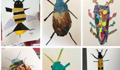 Collages of insects
