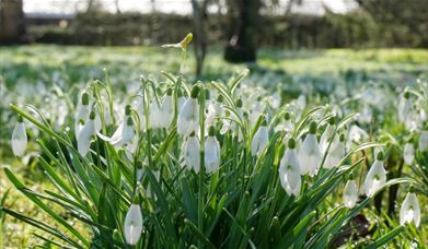 Snowdrop Month at The Bishop's Palace