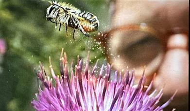 Closeup shot of a man watching a bee take off from a flower 